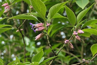 Strobilanthes callosus fullplant5.jpg